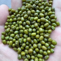 【绿豆】精品绿豆货源充足保质保量欢迎下单