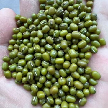 【绿豆】精品绿豆货源充足保质保量欢迎下单