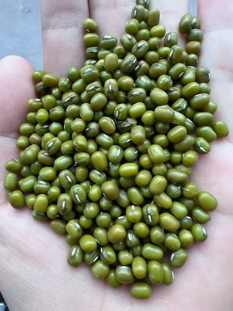 【绿豆】精品绿豆货源充足保质保量欢迎下单
