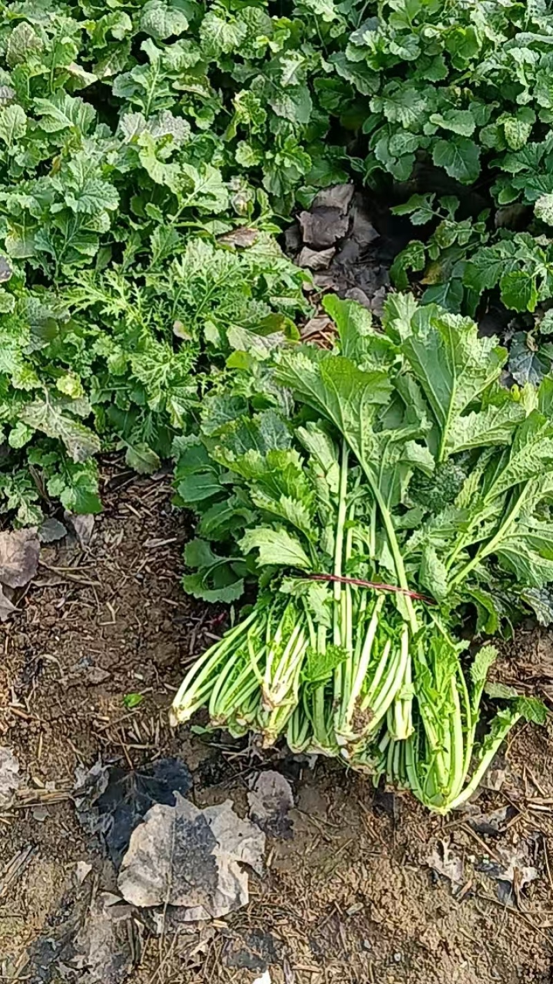 湖北钟祥雪里红基地直发供应电商，市场，酱菜厂大量供应