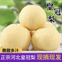 【皇冠梨】赵县皇冠梨个大口感好供应全国市场高回购