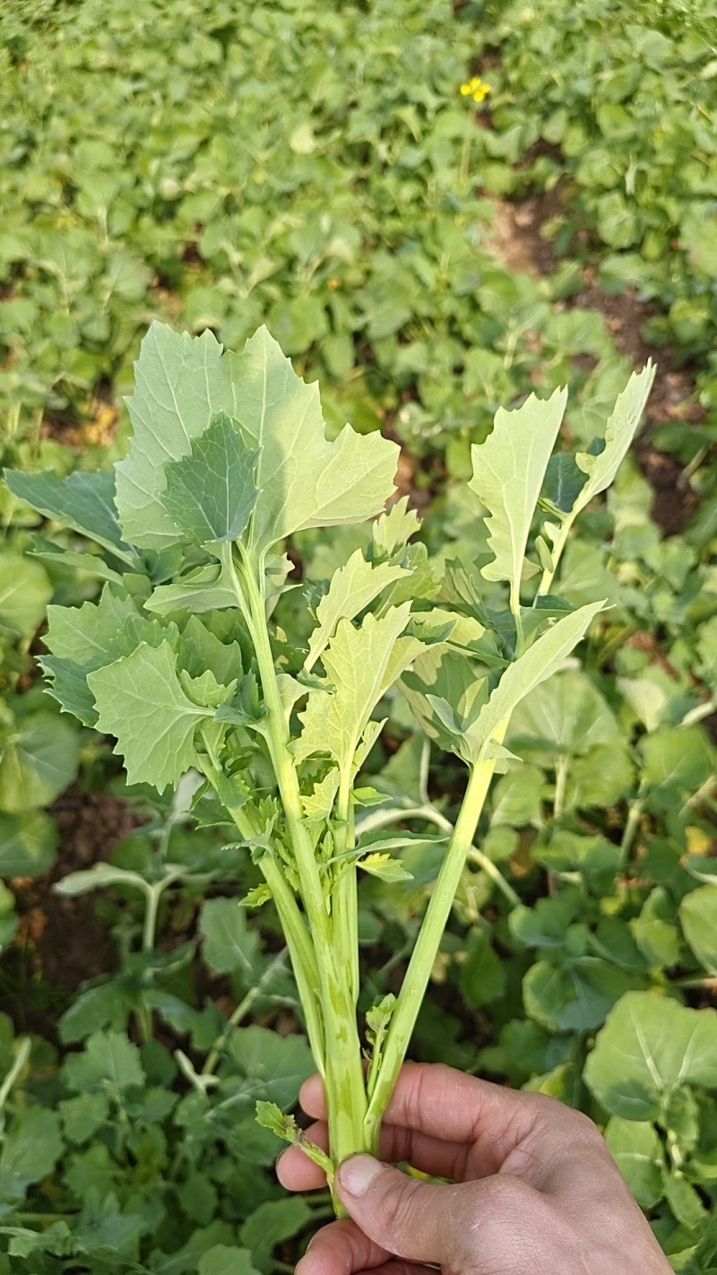四川本地油菜苔