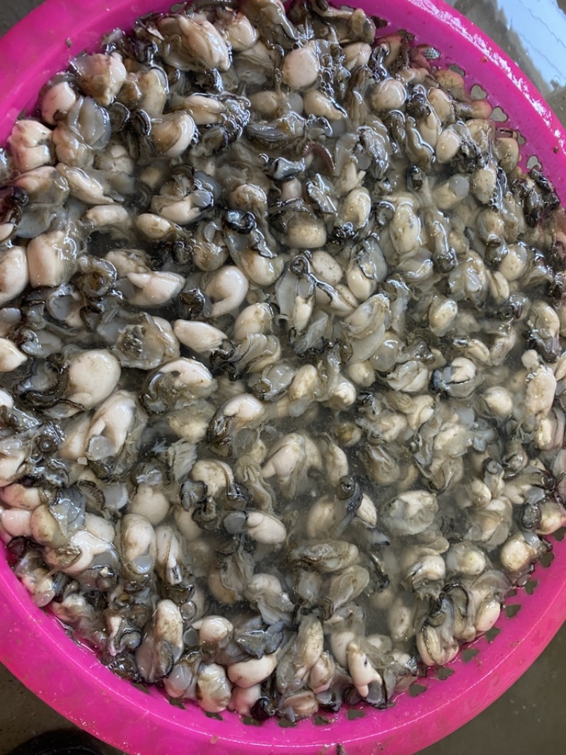 新鲜牡蛎肉，牡蛎之乡-福建原产地直发，当天新鲜现开
