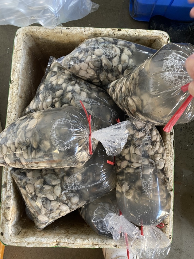 新鲜牡蛎肉，牡蛎之乡-福建原产地直发，当天新鲜现开