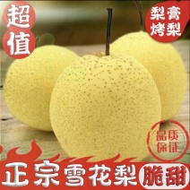 河北省赵县大量雪花梨出售个大梨白口感好质量很好