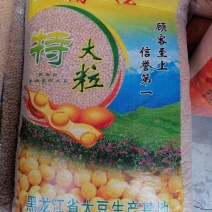 【黄豆】特大粒黄豆精选保质保量