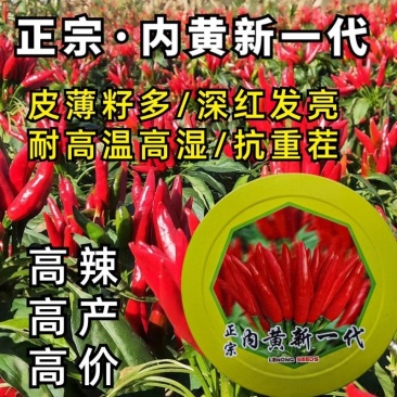 内黄新一代朝天椒种子一代朝天椒原种高辣簇生型
