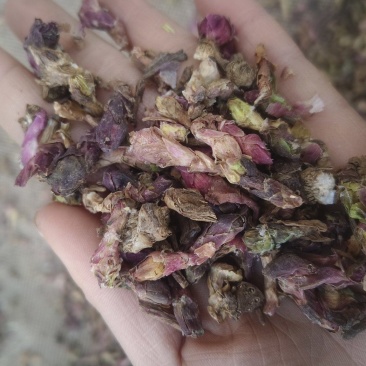 《款冬花》甘肃冬花新货颜色好批发零售量大从优