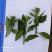 新鲜枸杞芽，四季有货