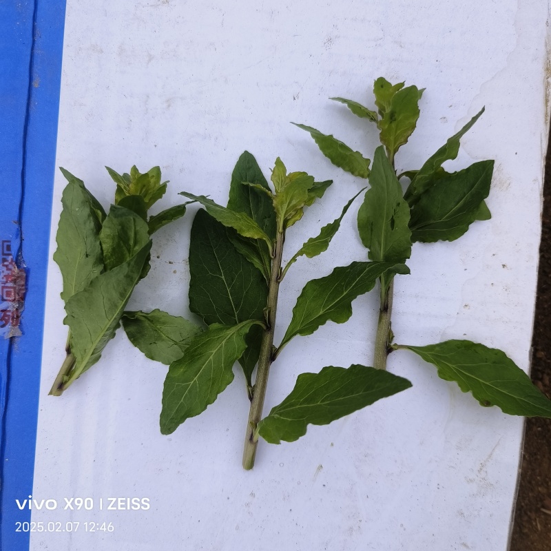 新鲜枸杞芽，四季有货