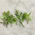 新鲜枸杞芽，四季有货