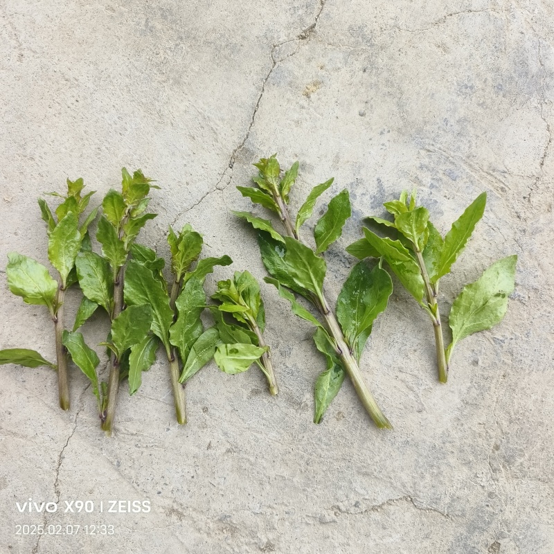 新鲜枸杞芽，四季有货