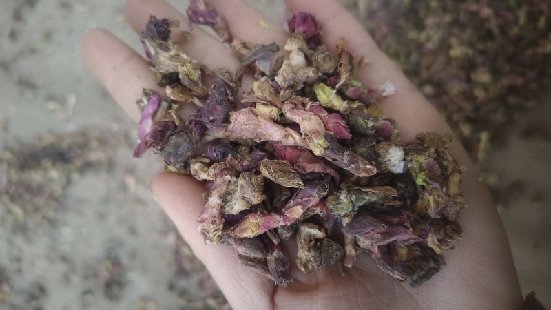 《款冬花》甘肃冬花新货颜色好批发零售量大从优