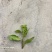 新鲜枸杞芽，四季有货