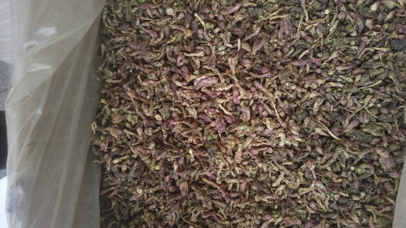 《款冬花》甘肃冬花新货颜色好批发零售量大从优