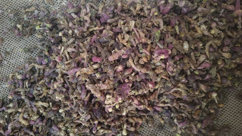 《款冬花》甘肃冬花新货颜色好批发零售量大从优