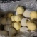 二级皇冠梨价格合理量大车来就满欢迎各位老板️