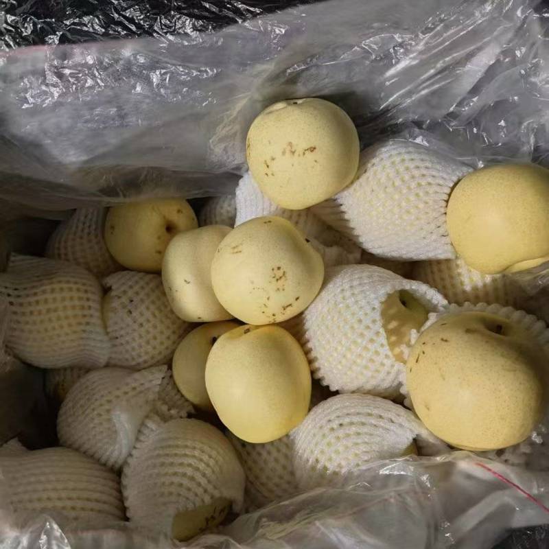 二级皇冠梨价格合理量大车来就满欢迎各位老板️