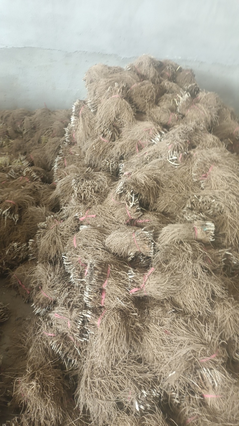 韭菜根一手货源直发全国各地