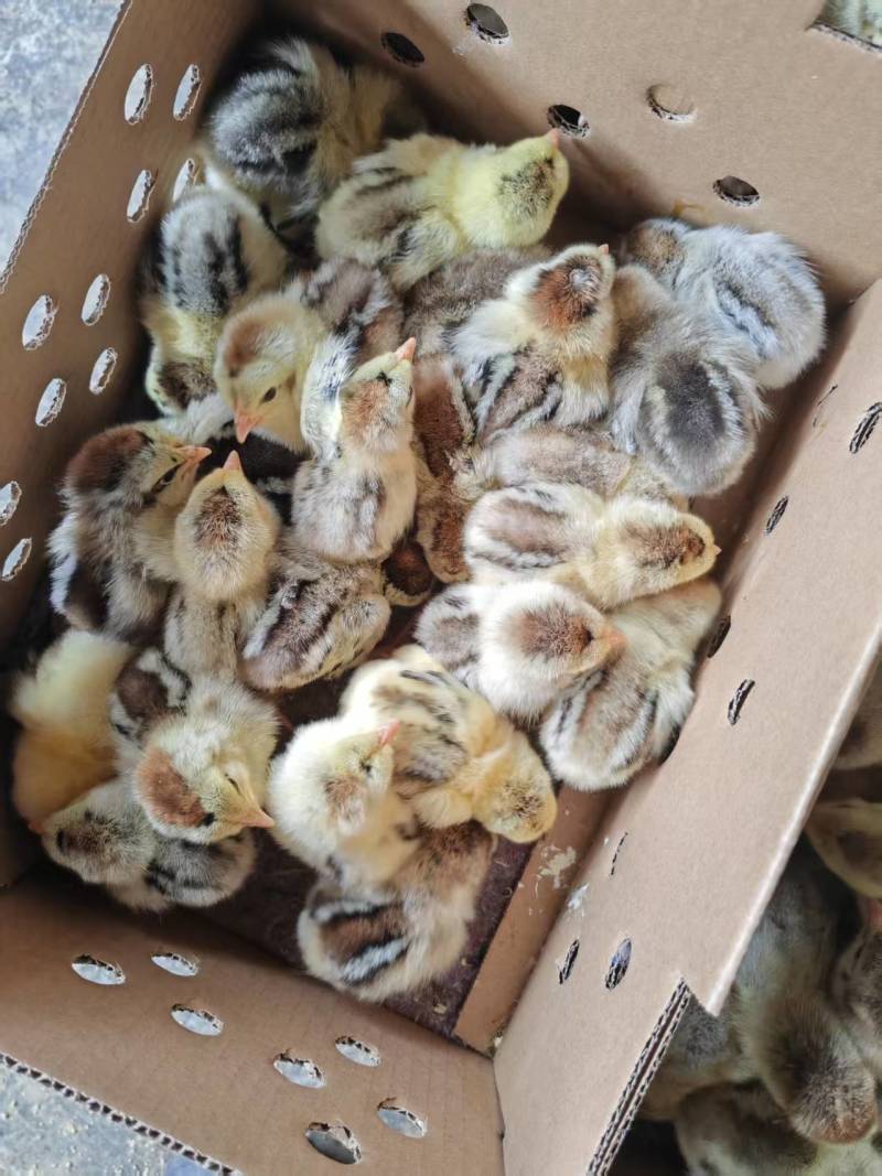 彩凤鸡苗，厂家直销，货源稳定，品质保障