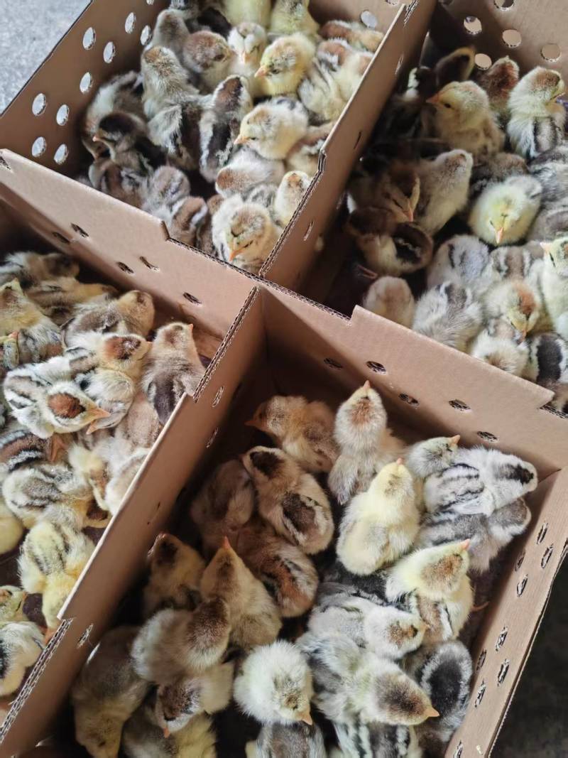 彩凤鸡苗，厂家直销，货源稳定，品质保障