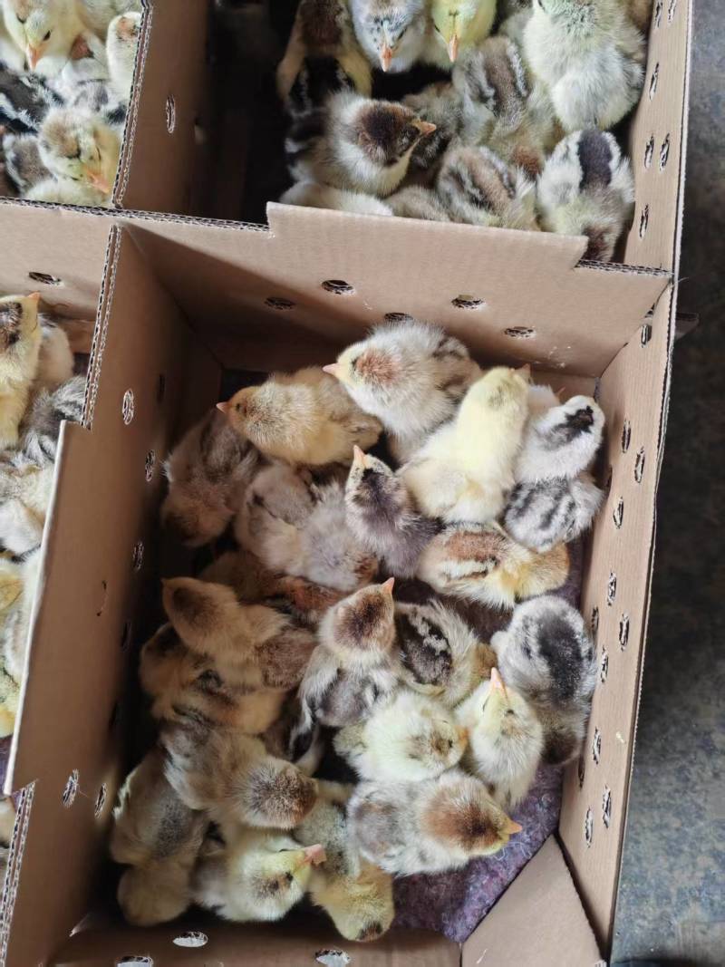 彩凤鸡苗，厂家直销，货源稳定，品质保障