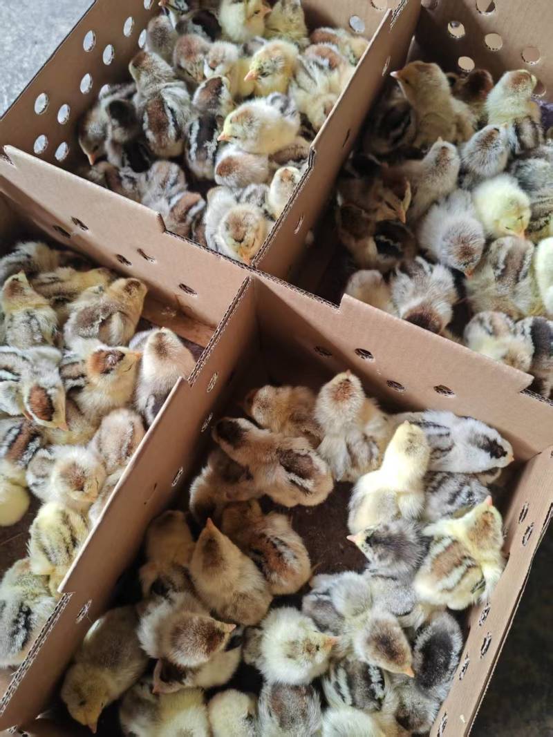 彩凤鸡苗，厂家直销，货源稳定，品质保障