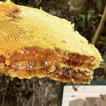 正宗土蜂蜜我为你带来大自然的馈赠,纯蜂蜜甜蜜入心