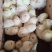 海兰灰蛋鸡苗，厂家直销，货源稳定，品质保障