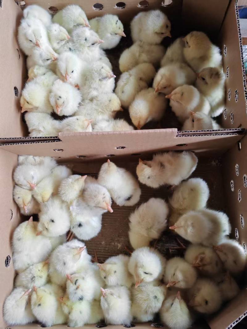 海兰灰蛋鸡苗，厂家直销，货源稳定，品质保障