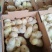 海兰灰蛋鸡苗，厂家直销，货源稳定，品质保障