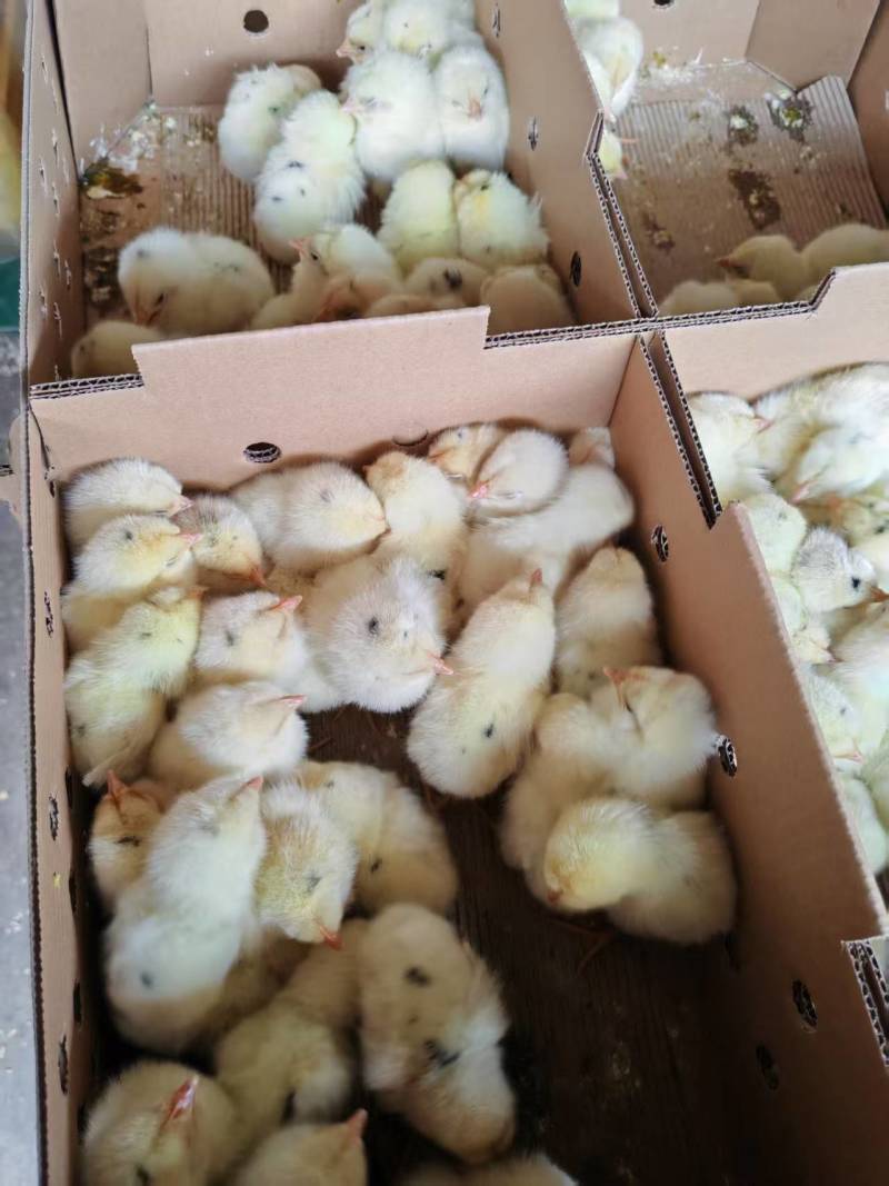 海兰灰蛋鸡苗，厂家直销，货源稳定，品质保障