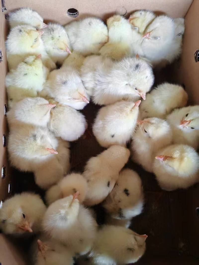 海兰灰蛋鸡苗，厂家直销，货源稳定，品质保障