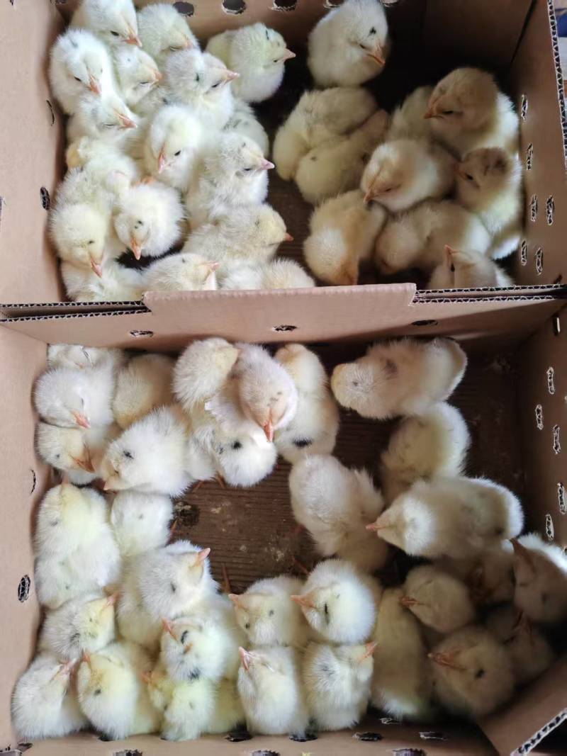 海兰灰蛋鸡苗，厂家直销，货源稳定，品质保障