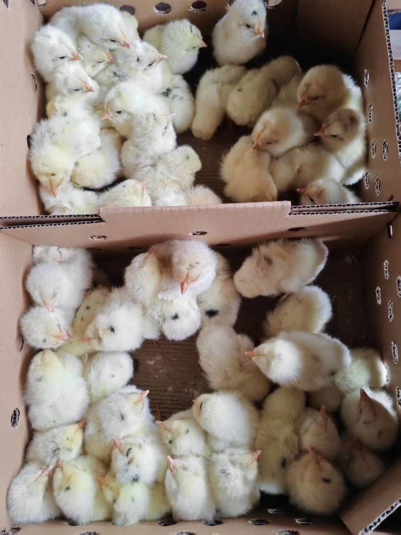 海兰灰蛋鸡苗，厂家直销，货源稳定，品质保障