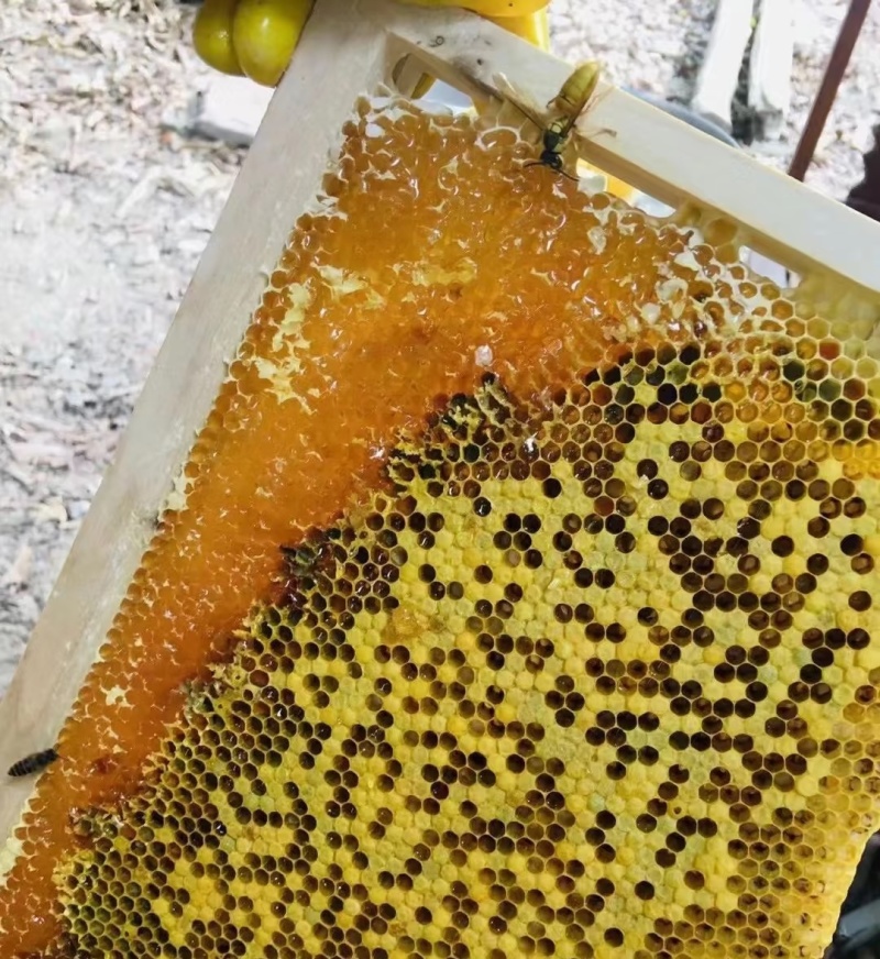 蜂蜜百花蜜土蜂蜜支持一件代发大宗批发一手货源