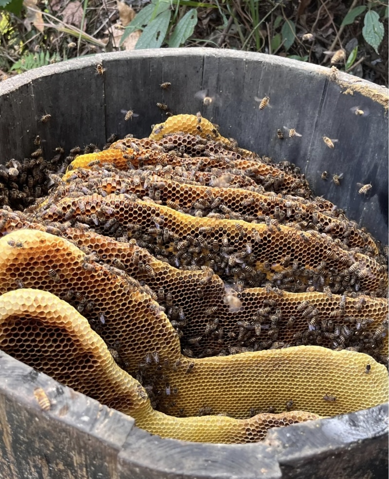 蜂蜜百花蜜土蜂蜜支持一件代发大宗批发一手货源