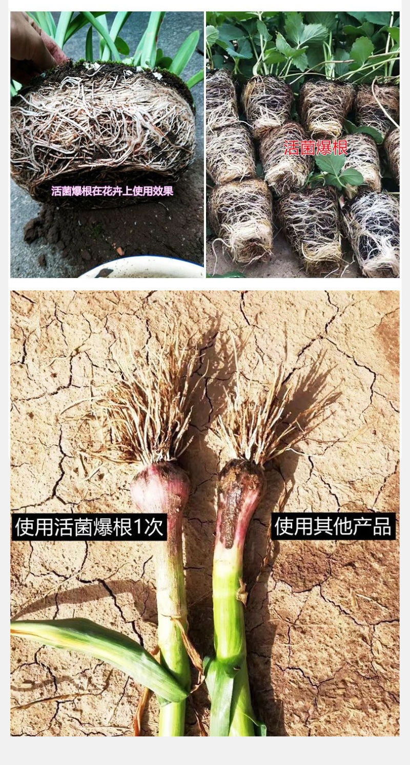锐护中药肥生根液活菌爆根微生物菌剂活性氨基酸生物酶