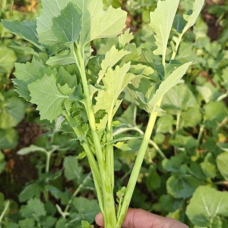 四川本地油菜苔