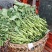 四川本地油菜苔
