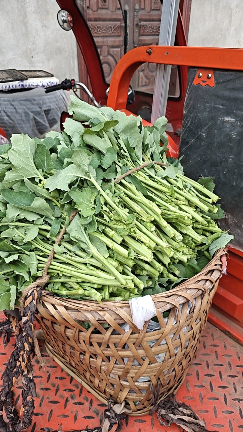四川本地油菜苔