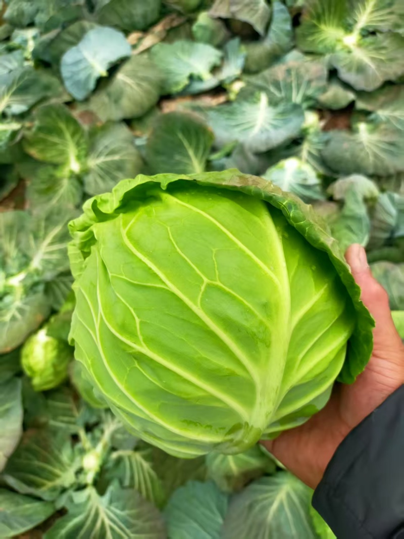 甘蓝