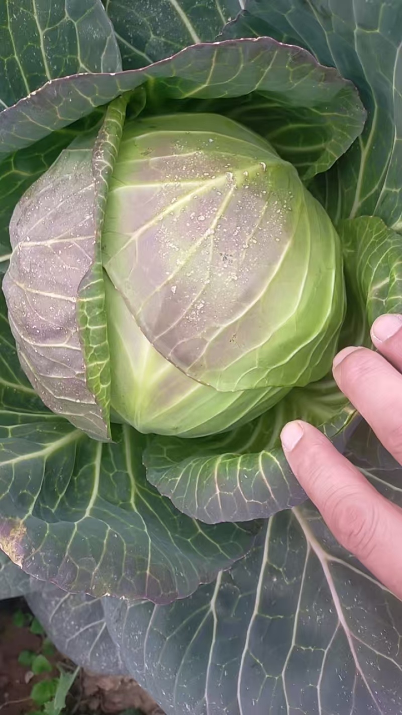 甘蓝