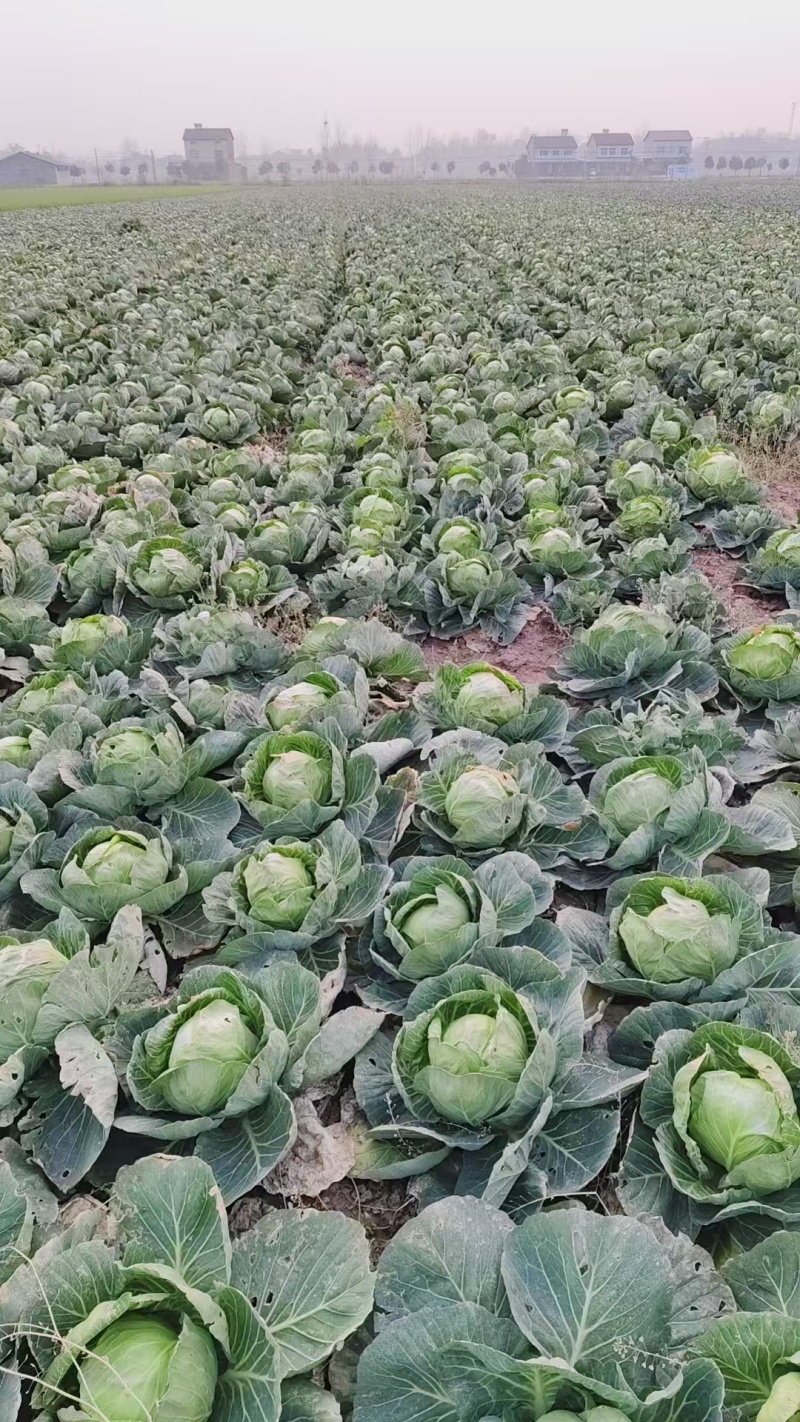 甘蓝