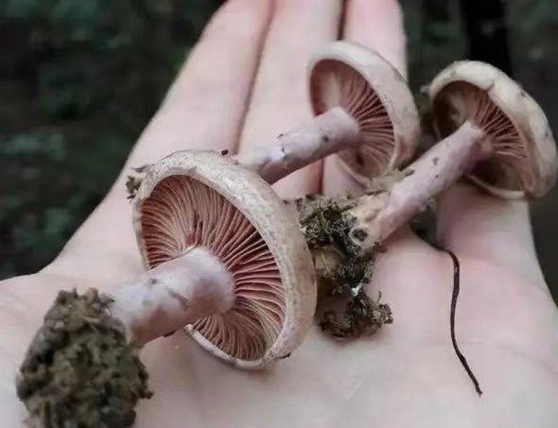 乌枞菌