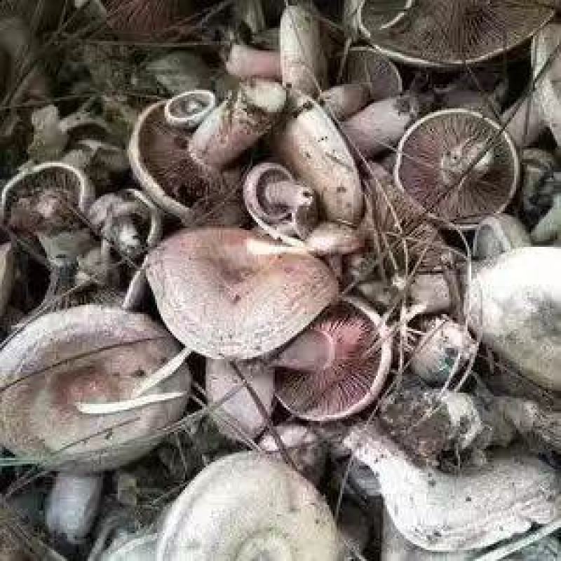 乌枞菌