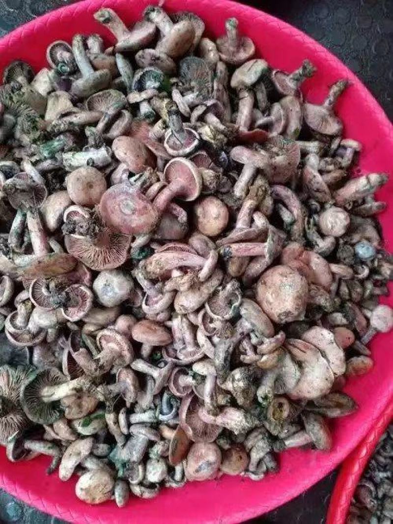 乌枞菌