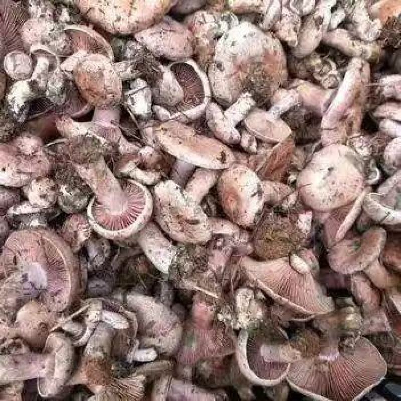 乌枞菌