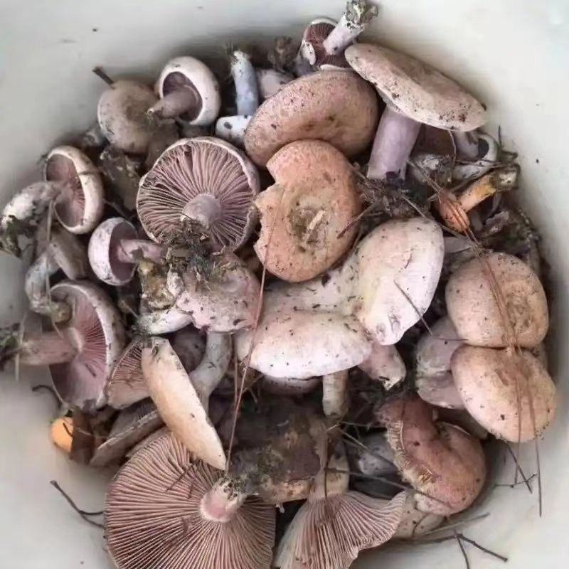 乌枞菌