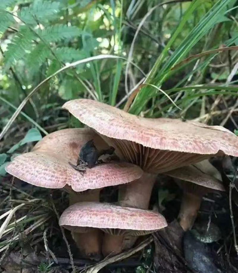 乌枞菌